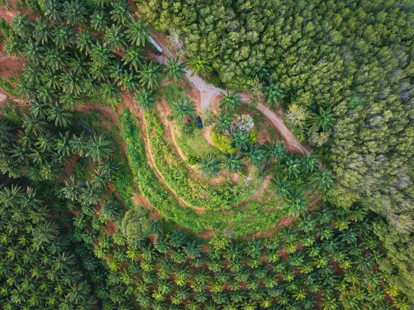 Top view aerial shot of the palm grove with green trees forest,palm grove and rubber trees with rainforest,Amazing nature environment trees background