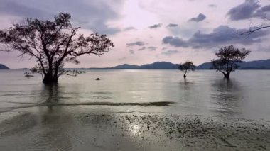 Denizde mangrov ağaçlarıyla hava manzaralı deniz yüzeyi arka planı