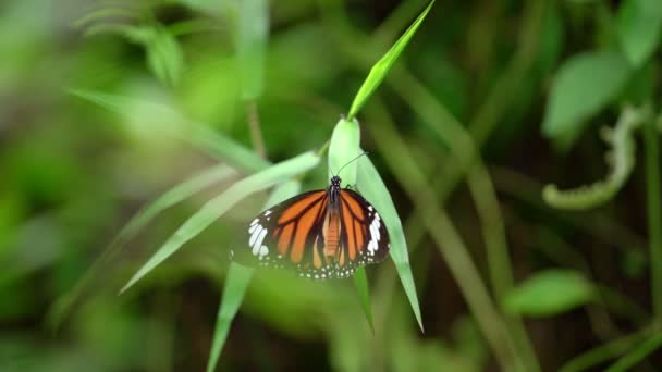 ジャングル熱帯雨林の美しい蝶 黄色の花の素晴らしい蝶野生の緑豊かな葉自然背景 — ストック動画