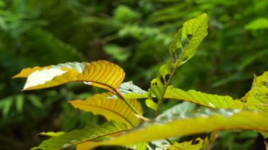Yaprak toplayan bahçıvanlar, bahçedeki Kratom yaprakları (Mitragyna speciosa) Mitragynine, Uyuşturucu ve Narkotik, Kratom Tayland bitkisel ürünleridir.