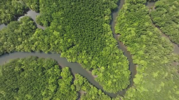 Niesamowite Bogactwo Lasów Namorzynowych Widok Lotu Ptaka Lasy Ekosystem Lasów — Wideo stockowe