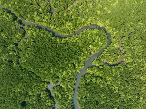 stock image Amazing abundant mangrove forest, Aerial view of forest trees Rainforest ecosystem and healthy environment background, Texture of green trees forest top down, High angle view
