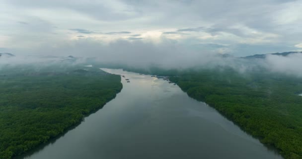 空中ビュードローン ハイパーラプス 空中ビュードローンがタイのマングローブ林を後方に飛んでいます — ストック動画