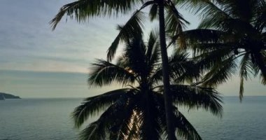 Hava aracı deniz sahilinde, günbatımında gökyüzünde ve palmiye ağaçlarında günbatımında altın gökyüzü ışıklarıyla bir palmiye ağacının etrafında uçarken, okyanus kıyısında hindistan cevizi ağacı sahilinde, yavaş çekim yaparken çekildi.
