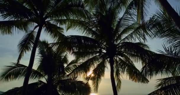 Aerial View Drone Shot Tilt Sea Beach Sunset Sky Palm — Video