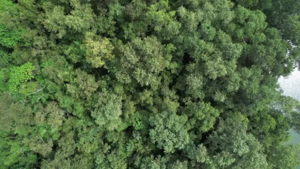 Вид Повітря Лісові Дерева Дощові Ліси Екосистема Природне Середовище Концепція — стокове відео