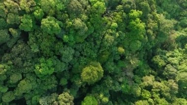 Gökyüzü manzaralı orman ağaçları yağmur ormanları ekosistem ve doğa çevre konsepti ve arka plan