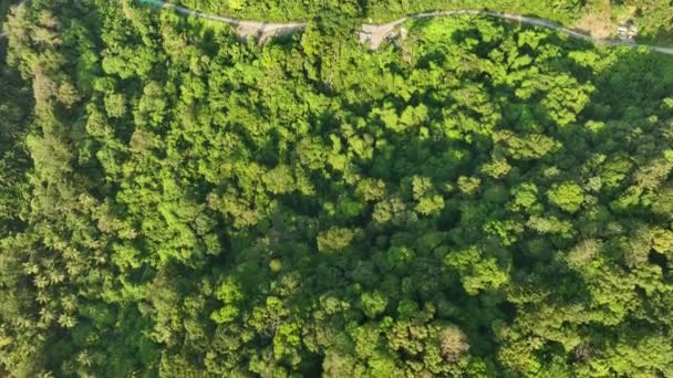 Luchtfoto Bos Bomen Regenwoud Ecosysteem Natuur Milieu Concept Achtergrond — Stockvideo
