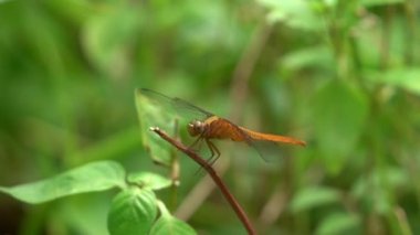 Güzel yusufçuk sineği dalın üzerinde süzülüyor ve sonra dalın üzerinde oturuyor vahşi doğadaki güzel hayvan böceği