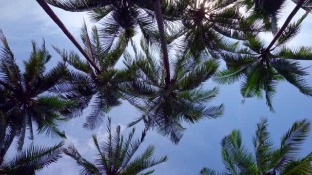 Bottom View Coconut Palm Trees Seashore Phuket Thailand Phuket Islands — Stok video