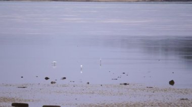 White egret in the sea at morning light sunrise,White egret foraging food together in the sea water low tide at Phuket Thailand