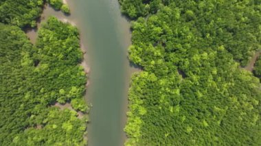 İnanılmaz bol mangrov ormanı, orman ağaçlarının havadan görünüşü yağmur ormanları ekosistemi ve sağlıklı çevre arka planı, tepeden tırnağa yeşil ağaçların yapısı, yüksek açı manzarası.