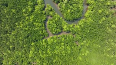 İnanılmaz bol mangrov ormanı, orman ağaçlarının havadan görünüşü yağmur ormanları ekosistemi ve sağlıklı çevre arka planı, tepeden tırnağa yeşil ağaçların yapısı, yüksek açı manzarası.