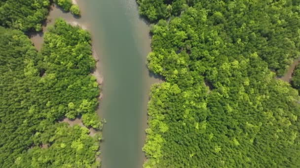 Καταπληκτικό Άφθονο Δάσος Μαγκρόβια Αεροφωτογραφία Των Δασικών Δέντρων Rainforest Οικοσύστημα — Αρχείο Βίντεο