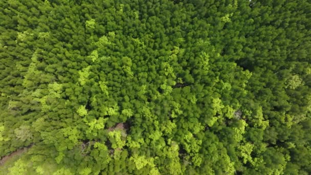令人惊叹的丰富的红树林 森林树木的空中景观热带雨林生态系统和健康的环境背景 绿树森林自上而下的结构 高角度的景观 — 图库视频影像