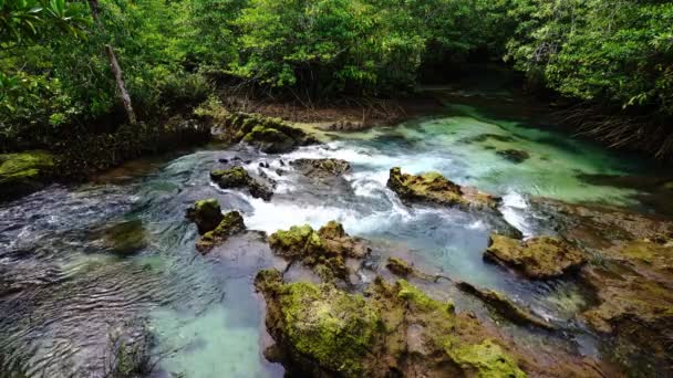 Korzenie Drzew Tropikalnych Lesie Bagiennym Krystalicznie Czysty Kanał Strumienia Wody — Wideo stockowe