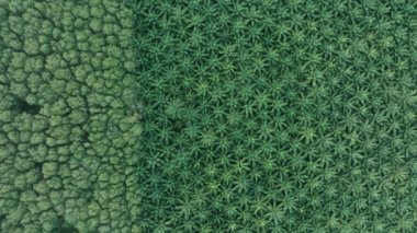 Top view aerial shot of the palm grove in the morning,palm grove and shadows from palm trees,Amazing nature trees background