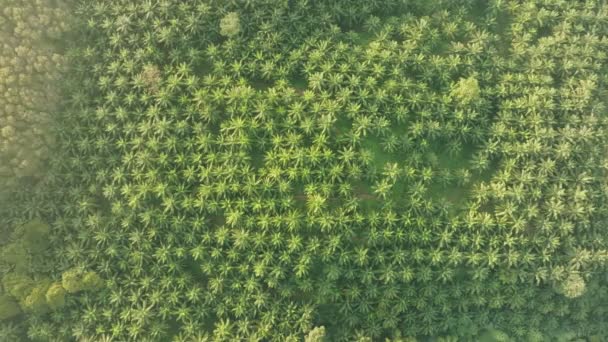Вид Сверху Воздушный Снимок Пальмовой Рощи Утром Пальмовая Роща Тени — стоковое видео