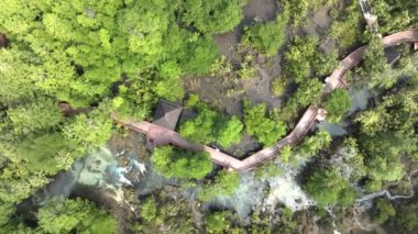 Mangrove Ormanı ve nehir manzarası Thapom Klong Song Nam, Krabi Tayland, Mangrove ormanının güzel kökü kristal berrak su ile küçük kanalda, yüksek açılı manzara