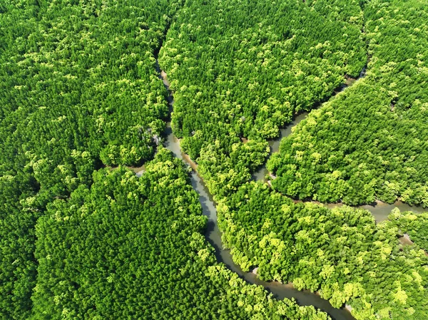 Amazing abundant mangrove forest, Aerial view of forest trees Rainforest ecosystem and healthy environment background, Texture of green trees forest top down, High angle view