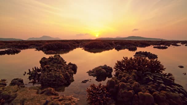 Coral Reef Low Tide Water Sea Beautiful Light Sunrise Sea — Video Stock