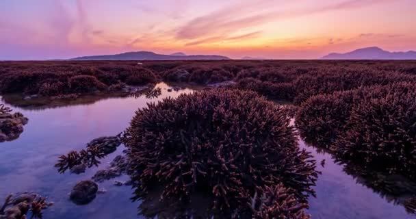 Coral Reef Low Tide Water Sea Beautiful Light Sunrise Sea — Video Stock