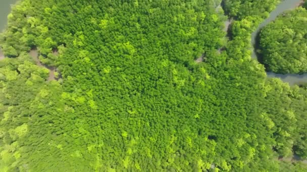 Niesamowity Obfity Las Namorzynowy Widok Lotu Ptaka Lasy Las Deszczowy — Wideo stockowe
