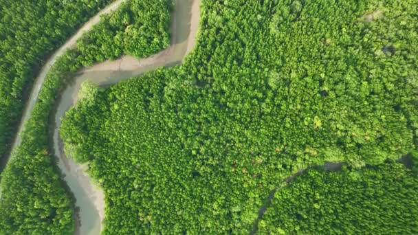 Uimitor Abundent Pădure Mangrove Vedere Aeriană Copacilor Forestieri Pădure Tropicală — Videoclip de stoc