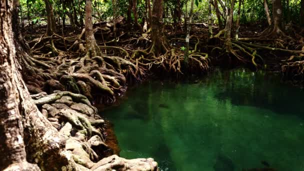 Tropické Stromy Kořeny Bažinatém Lese Křišťálově Čistý Vodní Tok Kanál — Stock video