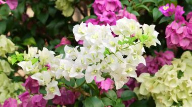 Güzel beyaz Bougainvillea çiçeği Doğa arka planı