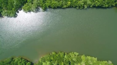 İnanılmaz bol mangrov ormanı, orman ağaçlarının havadan görünüşü yağmur ormanları arka planı, yüksek açılı doğa manzarası arka planı.