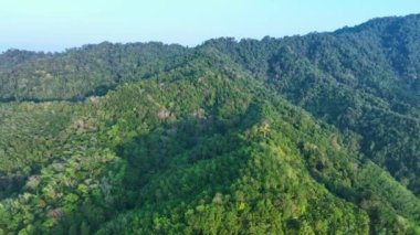 Yüksek dağlardaki inanılmaz yağmur ormanlarının hava manzarası, insansız hava aracı ormanın üzerinden uçuşu, güneş doğarken dağdaki bereketli ağaç ormanının üzerinden uçuşu, insansız hava aracı kamerasından görüş.