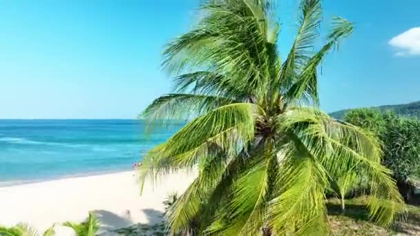 Sahilde Hindistan Cevizi Palmiyesi Ağacı Güneşli Yaz Günü Açık Mavi — Stok video