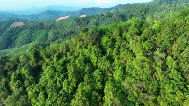 Αεροφωτογραφία Των Καταπληκτικών Τροπικά Δέντρα Στα Ψηλά Βουνά Drone Πτήση — Αρχείο Βίντεο