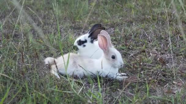 庭で休んでいる美しい小さなウサギ 草原の緑の芝生の検索フィードのウサギ 春休みとイースターの日の祭りのコンセプト — ストック動画