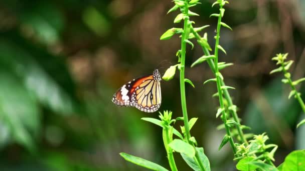 Bella Farfalla Nella Foresta Pluviale Tropicale Farfalla Monarca Sul Fiore — Video Stock