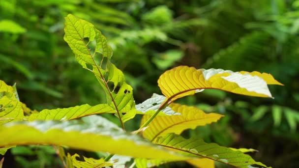 园中的人们采摘叶子 园中的奎托姆叶子 Mitragyna Speciosa 米特拉吉宁 毒品和麻醉品 奎托姆是泰国的草药 能促进健康 — 图库视频影像