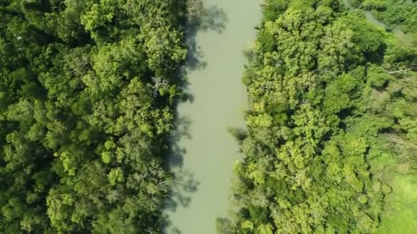 Удивительный Обильный Мангровый Лес Реки Воздушный Вид Лесные Деревья Тропических — стоковое видео
