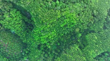 Hava Aracı Uçuşu Gün batımında Dağ 'daki bereketli ağaç ormanı üzerinde uçar ya da yaz gününde güneş ışığıyla gün doğumunu seyreder, İnanılmaz doğa manzarası