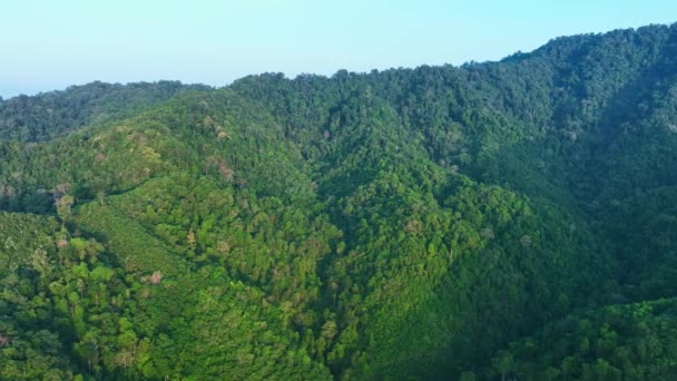 Luchtdrone View Vlucht Overvloedig Bomenbos Mountain Bij Zonsondergang Zonsopgang Licht — Stockvideo