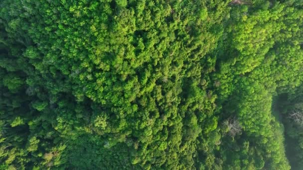 Εναέρια Drone View Πτήση Πάνω Από Δάσος Αφθονία Δέντρο Στο — Αρχείο Βίντεο