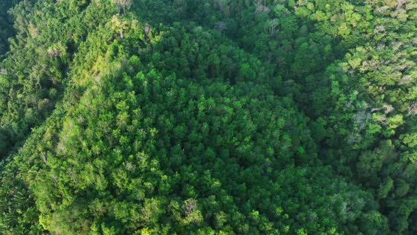 空中ビュー豊富な木の森山 素晴らしい自然景観高角度ビュー トップビュー自然緑の木 — ストック動画