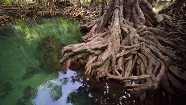 热带树根在沼泽森林和水晶清澈的水流运河在Tha Pom Klong Song Nam红树林湿地Krabi泰国 美丽的自然景观 — 图库视频影像