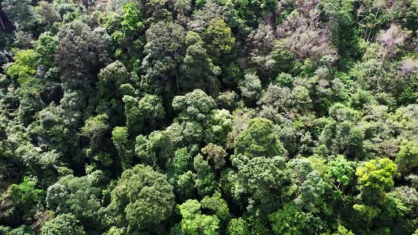 Uitzicht Vanuit Lucht Overvloedig Bomen Bos Bergen Verbazingwekkend Natuurlandschap Hoog — Stockvideo