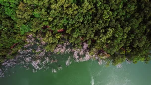 Vista Aérea Abundância Árvores Floresta Montanhas Paisagem Natural Incrível Vista — Vídeo de Stock