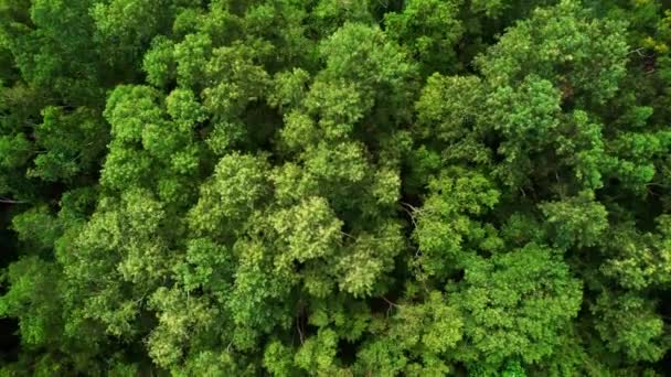Vista Aérea Abundância Árvores Floresta Montanhas Paisagem Natural Incrível Vista — Vídeo de Stock