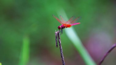 Dal üzerinde asılı duran kırmızı yusufçuğun yavaş çekim görüntüsü ve sonra dal üzerinde oturan güzel hayvan böcek vahşi, kusursuz döngü video arka plan Doğa
