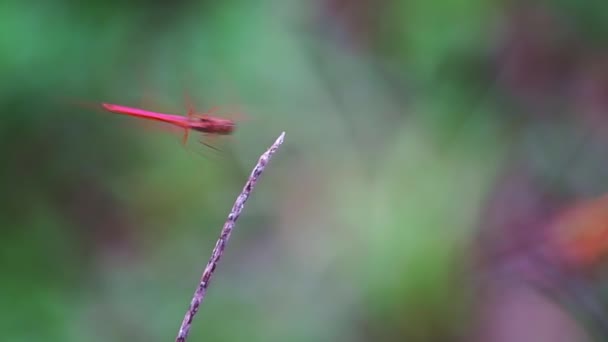 Zeitlupenaufnahme Einer Roten Libelle Die Über Dem Zweig Schwebt Und — Stockvideo
