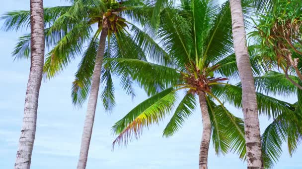 ビーチの美しいヤシの木プーケットタイ パトンビーチ諸島海のヤシ 白い砂浜のビーチでヤシの木 サニースカイ夏の風景の背景 — ストック動画