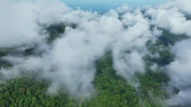 Tayland 'daki dağların üzerinde güzel bir sis, inanılmaz bir sisli deniz manzarası, sabahları sisli bulutlu dağ zirvesi manzarası.
